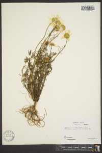 Tripleurospermum maritimum subsp. phaeocephalum image