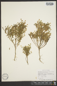 Matricaria discoidea image