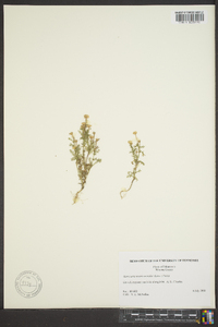 Matricaria discoidea image