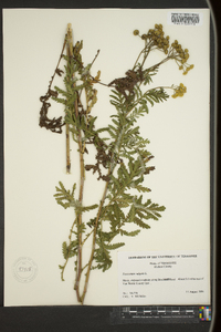 Tanacetum vulgare image