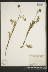 Tanacetum bipinnatum image