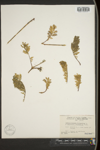 Tanacetum bipinnatum image