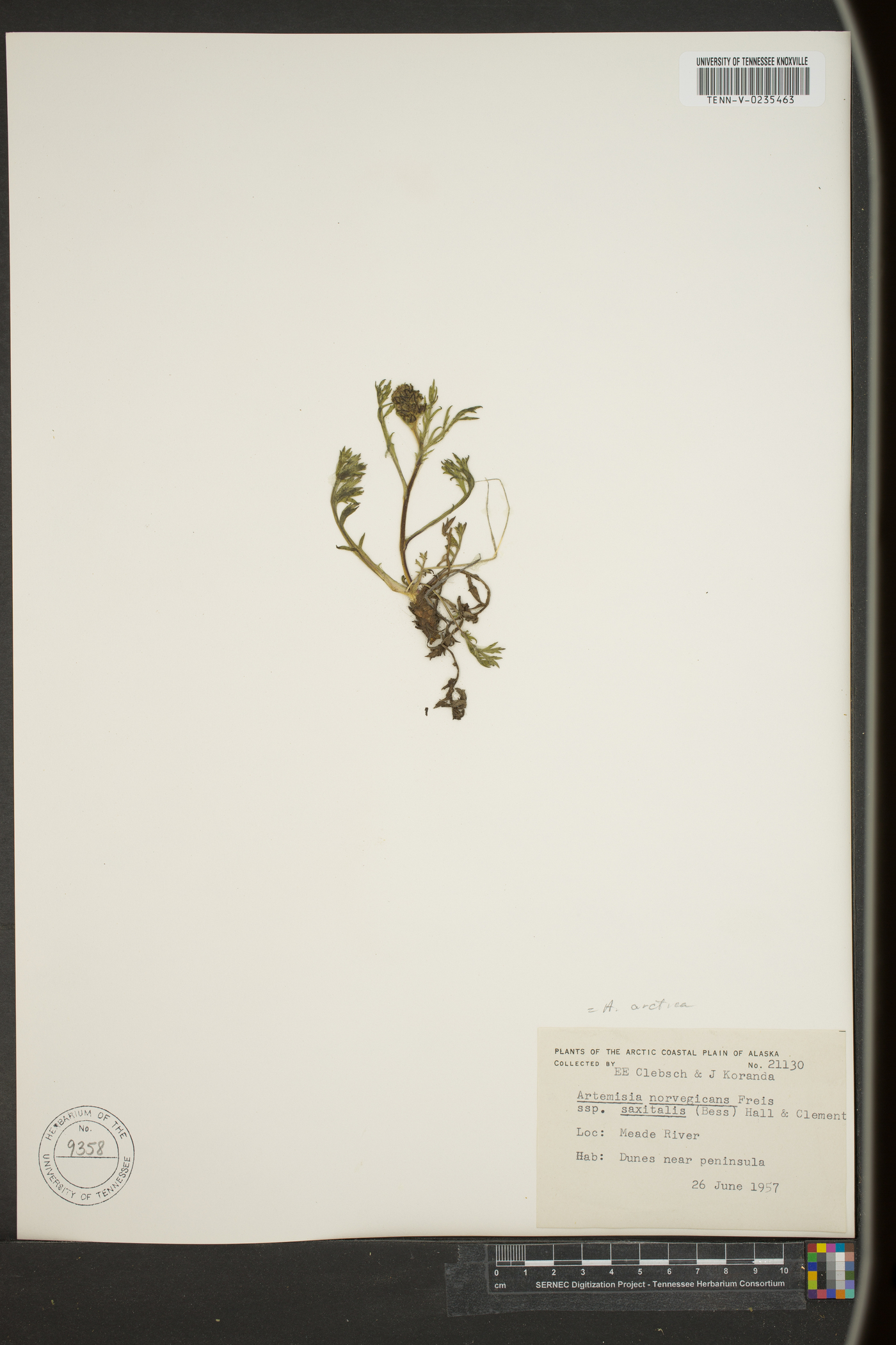 Artemisia arctica image