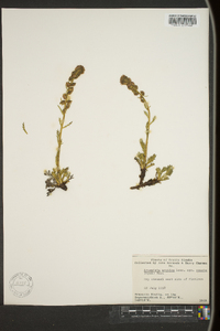 Artemisia arctica image