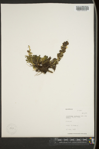 Artemisia arctica image