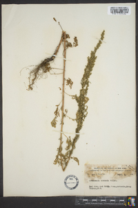 Artemisia biennis image