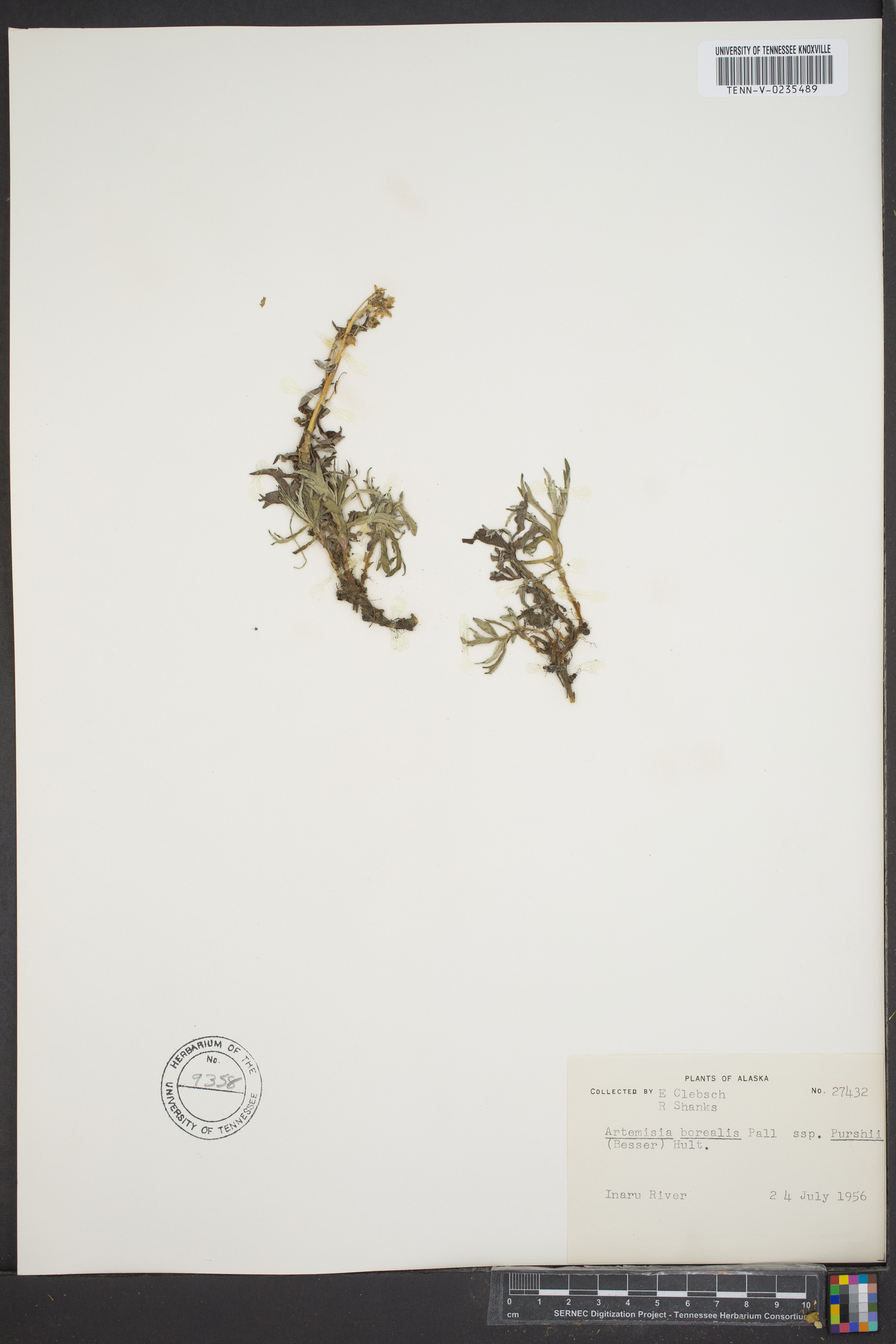 Artemisia borealis subsp. purshii image