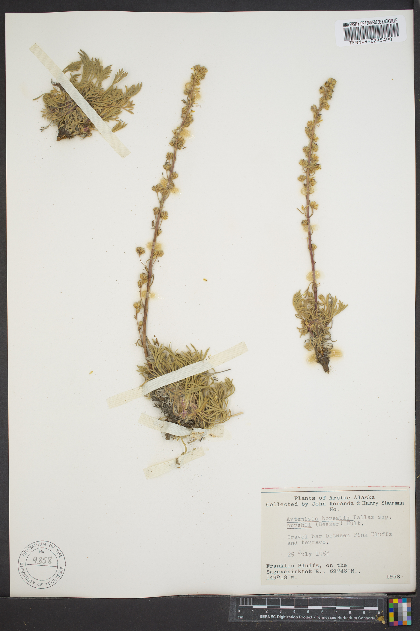 Artemisia borealis subsp. purshii image