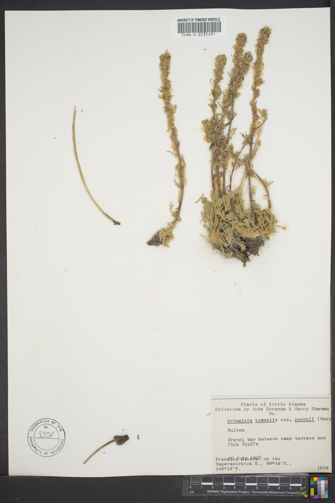 Artemisia borealis subsp. purshii image