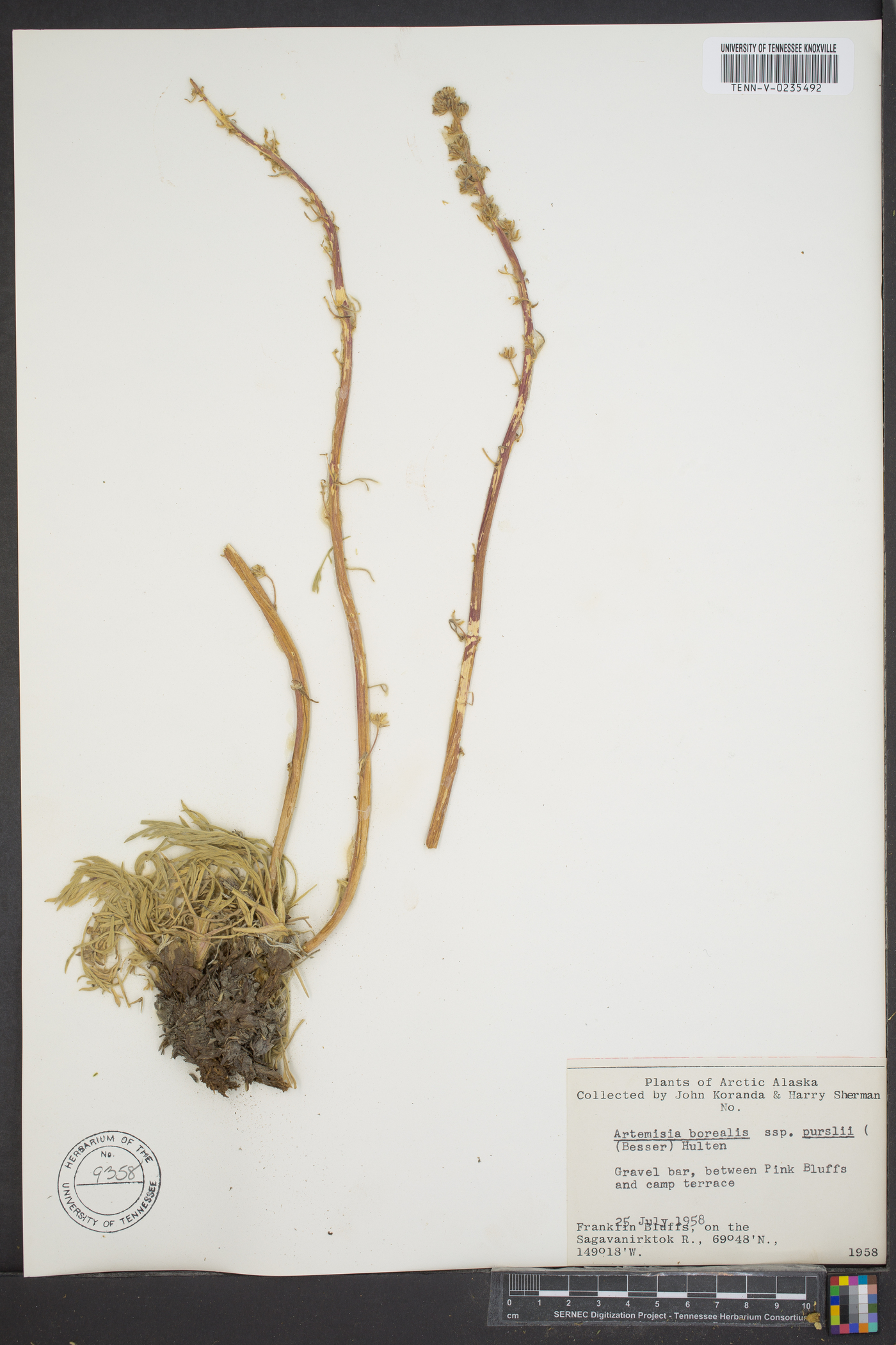 Artemisia borealis subsp. purshii image