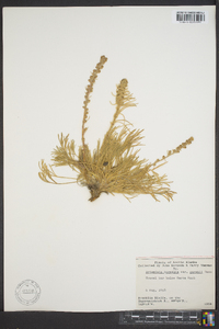 Artemisia borealis subsp. purshii image