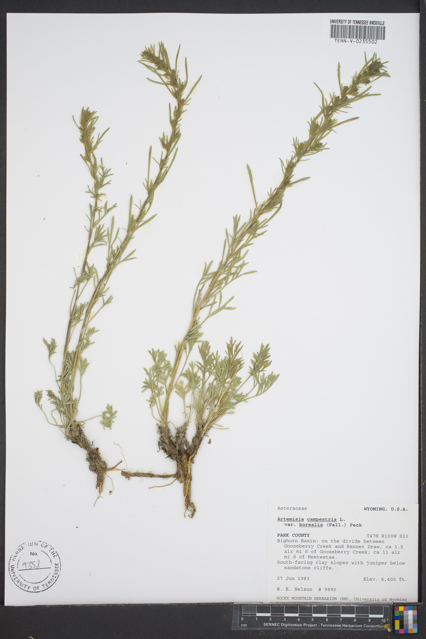 Artemisia campestris var. borealis image