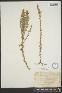 Artemisia campestris image