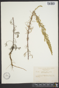 Artemisia campestris subsp. caudata image