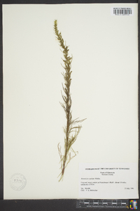 Artemisia campestris image