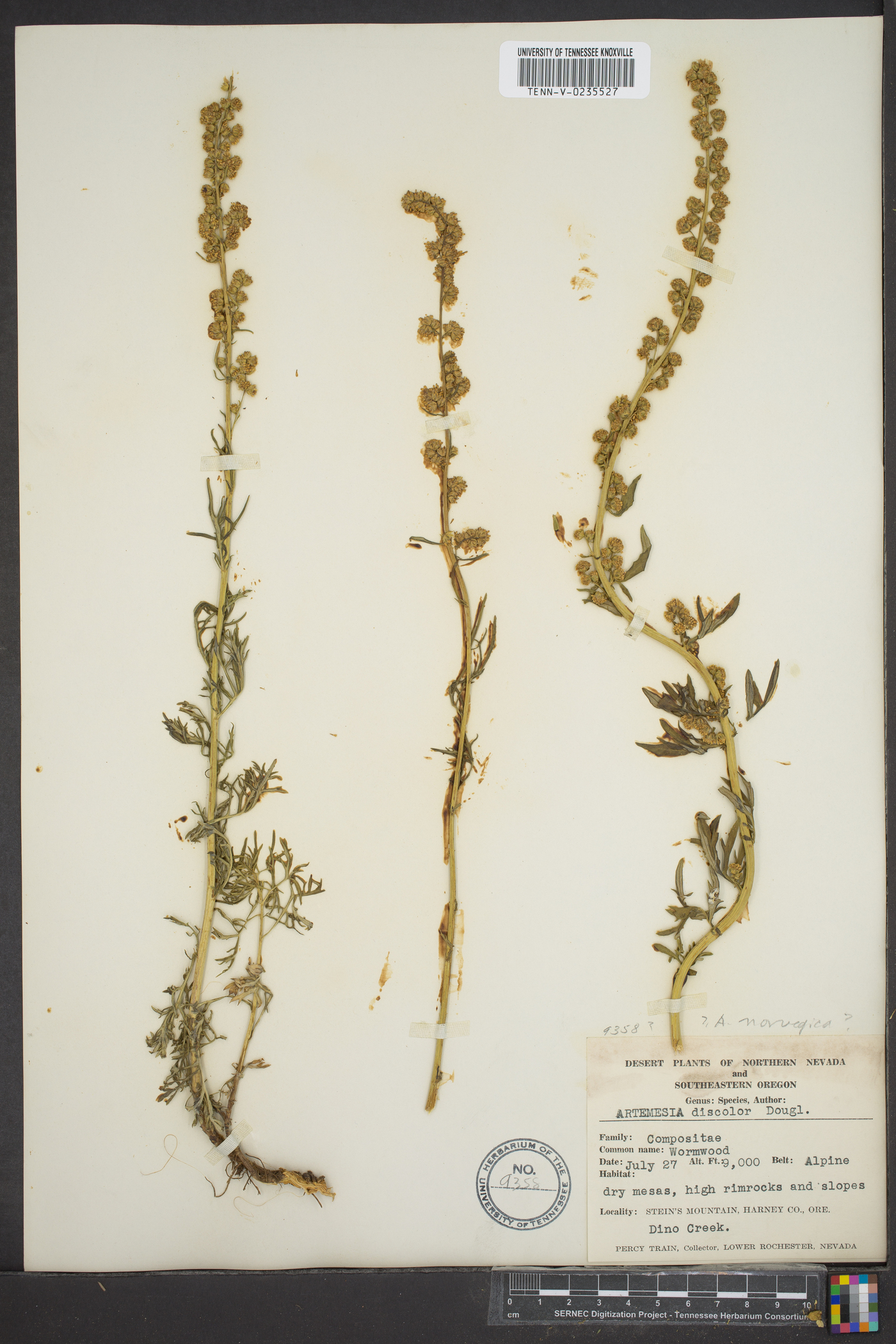 Artemisia discolor image
