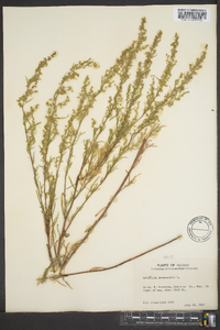 Artemisia douglasiana image