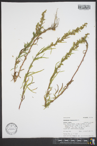 Artemisia dracunculus image