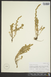 Artemisia frigida image