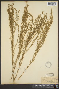 Artemisia frigida image