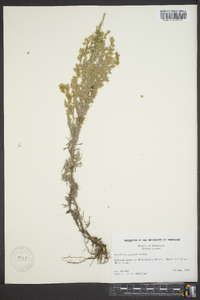 Artemisia frigida image