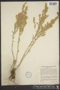 Artemisia frigida image