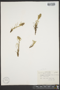 Artemisia furcata image