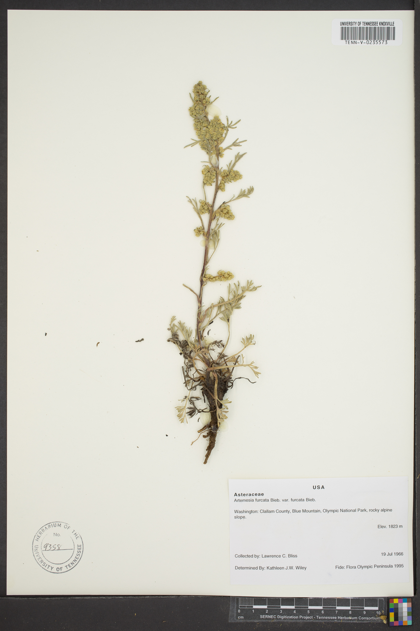 Artemisia furcata var. furcata image