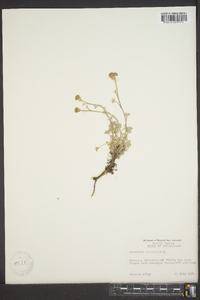 Artemisia glacialis image
