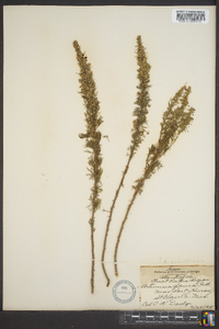 Artemisia glacialis image