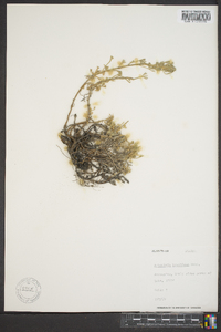Image of Artemisia krushiana