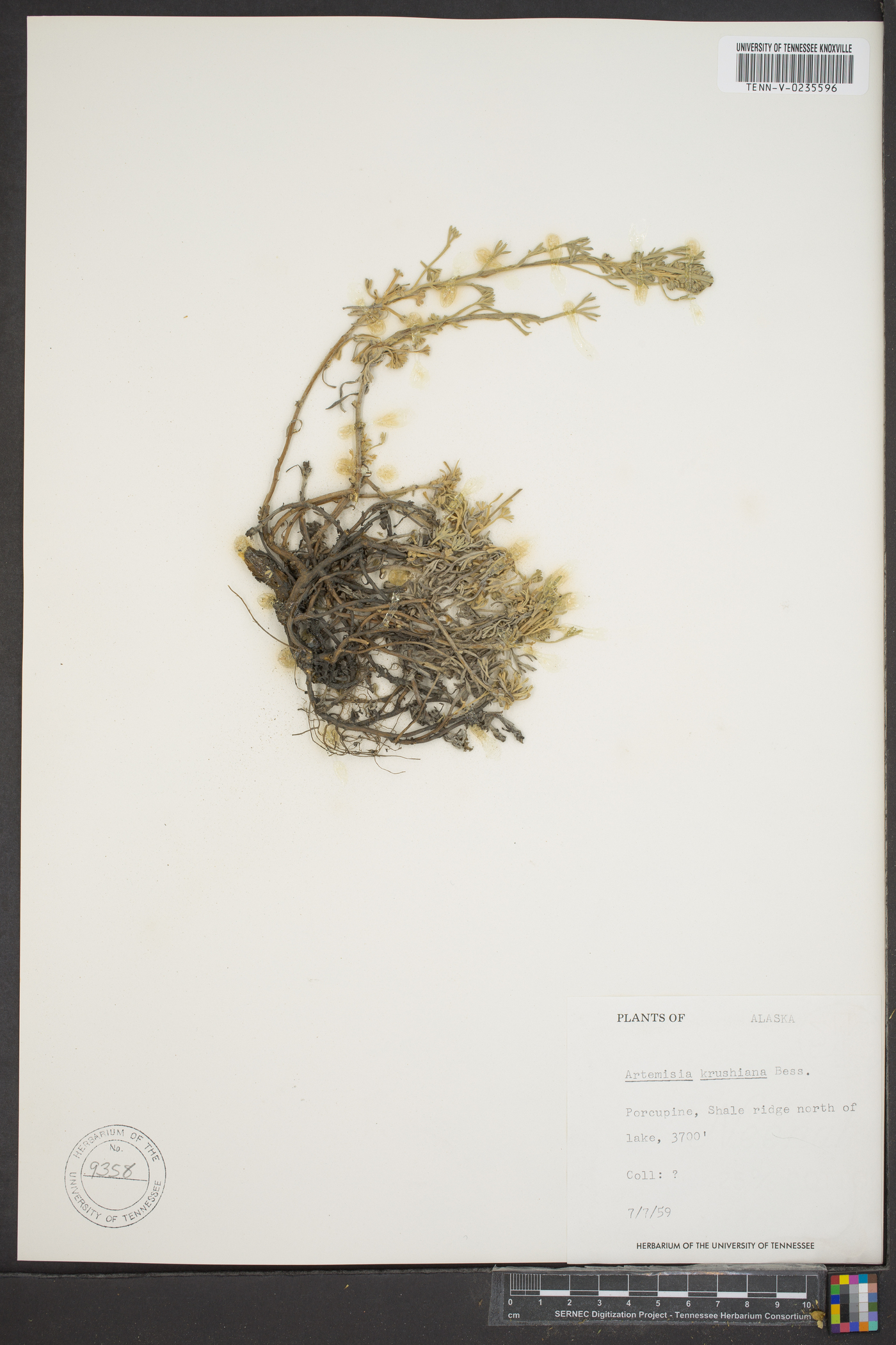 Artemisia krushiana image