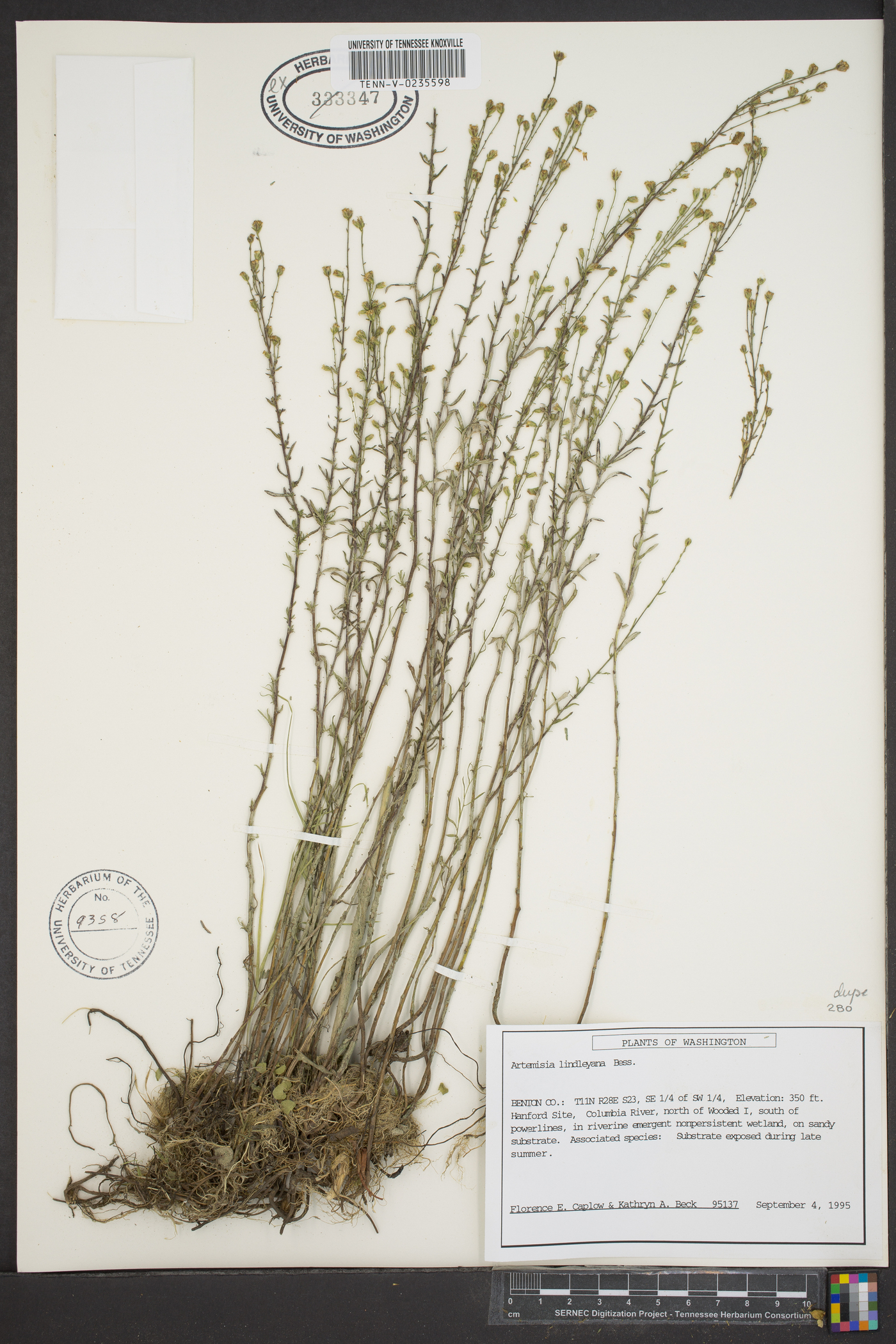 Artemisia lindleyana image