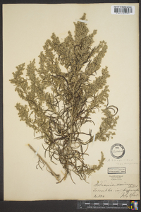 Artemisia ludoviciana subsp. mexicana image