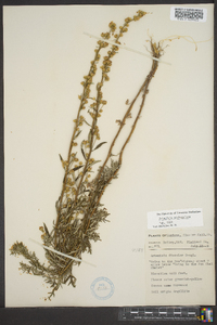 Artemisia michauxiana image