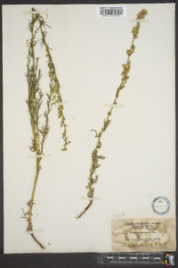 Artemisia michauxiana image