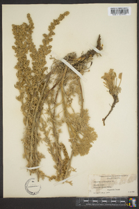 Artemisia pycnocephala image