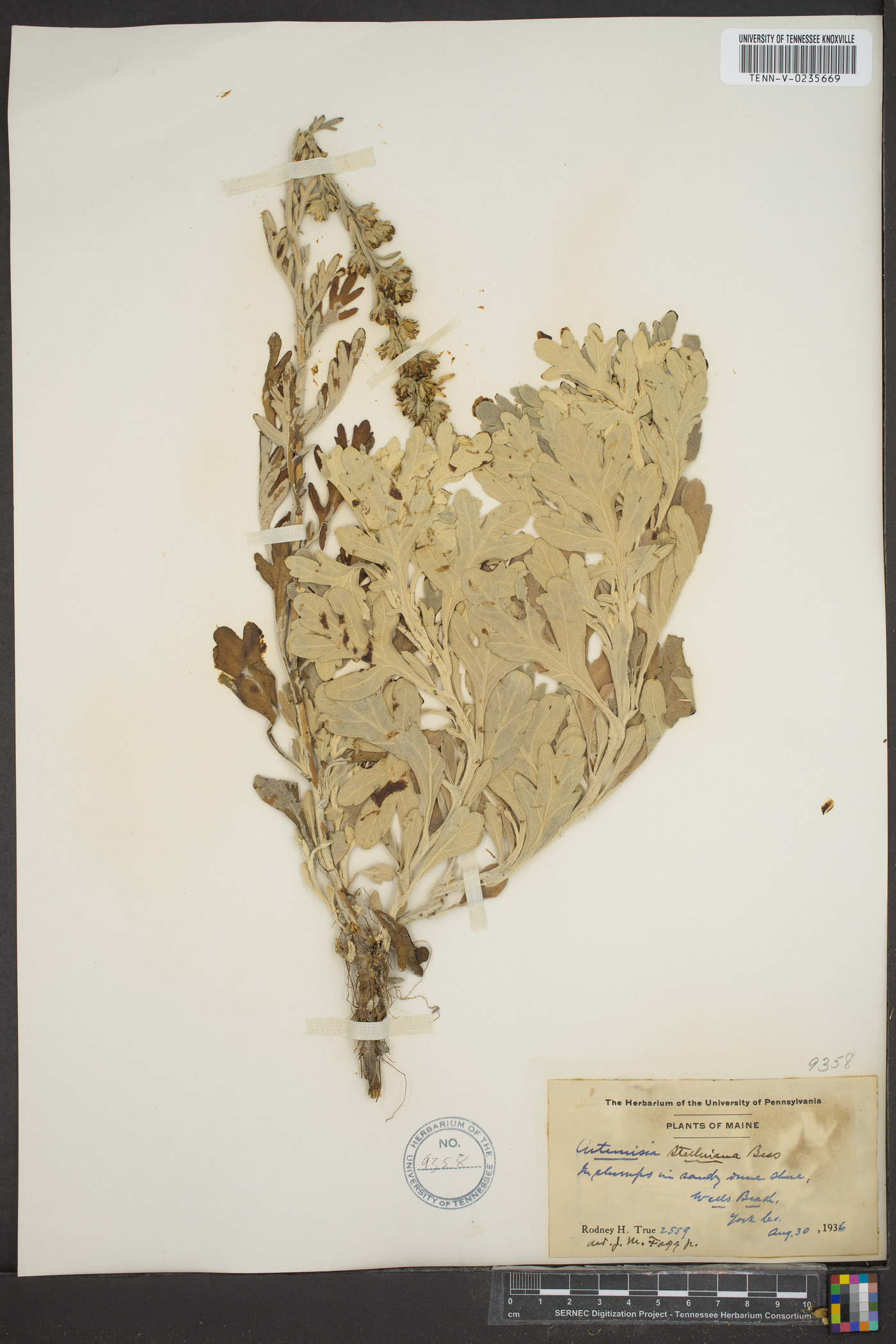 Artemisia stelleriana image