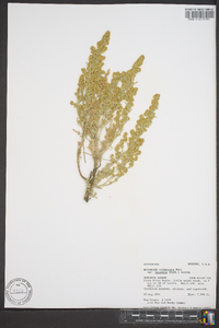 Artemisia tridentata subsp. vaseyana image