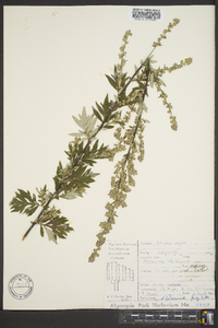 Artemisia vulgaris image