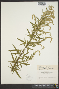 Artemisia vulgaris image