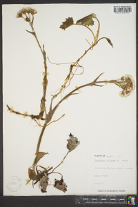 Petasites frigidus image