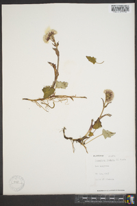 Petasites frigidus image