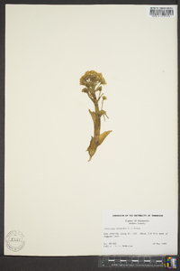 Petasites frigidus image