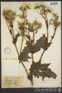 Erechtites hieraciifolius var. megalocarpus image