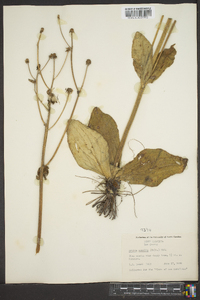 Arnica acaulis image