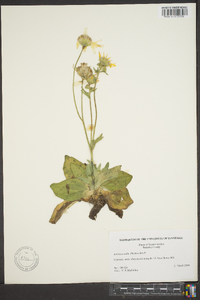 Arnica acaulis image