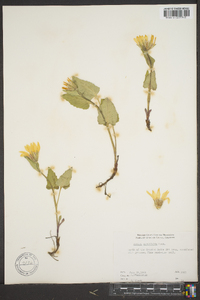 Arnica cordifolia image