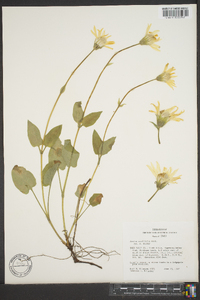 Arnica cordifolia image