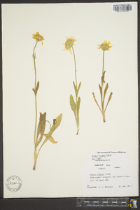 Arnica fulgens image